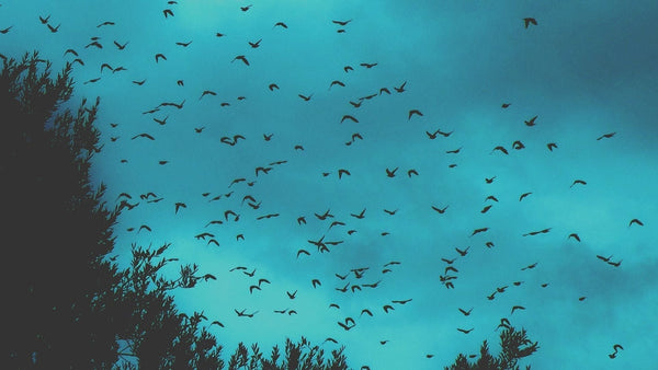 Bird Flu - how to combat it - Birdzout