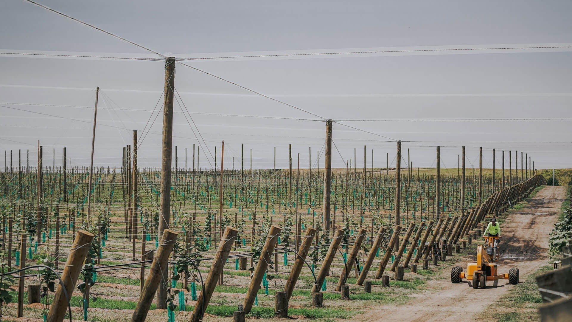 Birdzout Smart Tips for Success in Kiwifruit Orchards - Birdzout