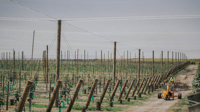 Birdzout Smart Tips for Success in Kiwifruit Orchards - Birdzout