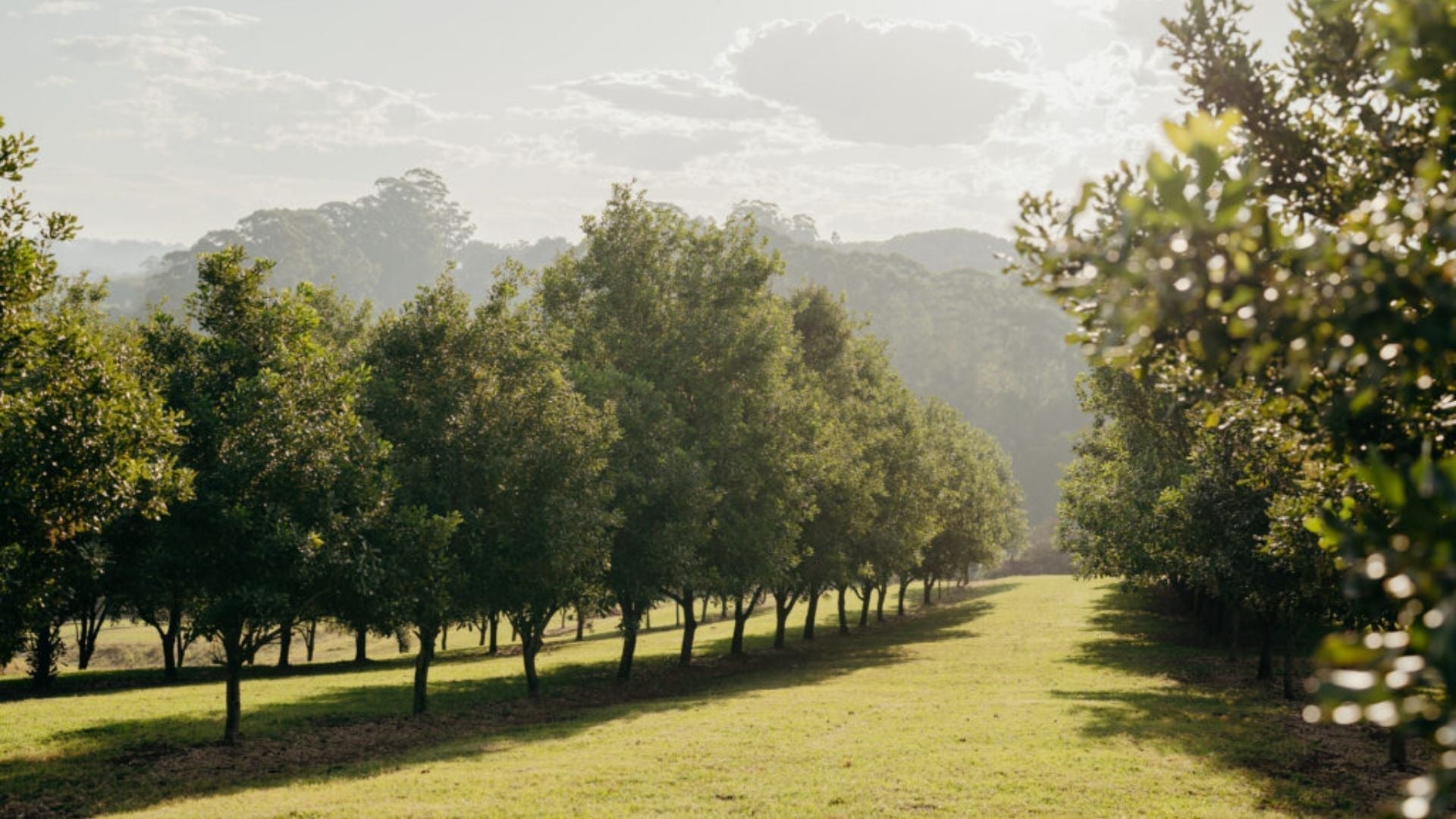 Case Study: Birdzout 8S Octi Protects Macadamias from Cockatoos - Birdzout