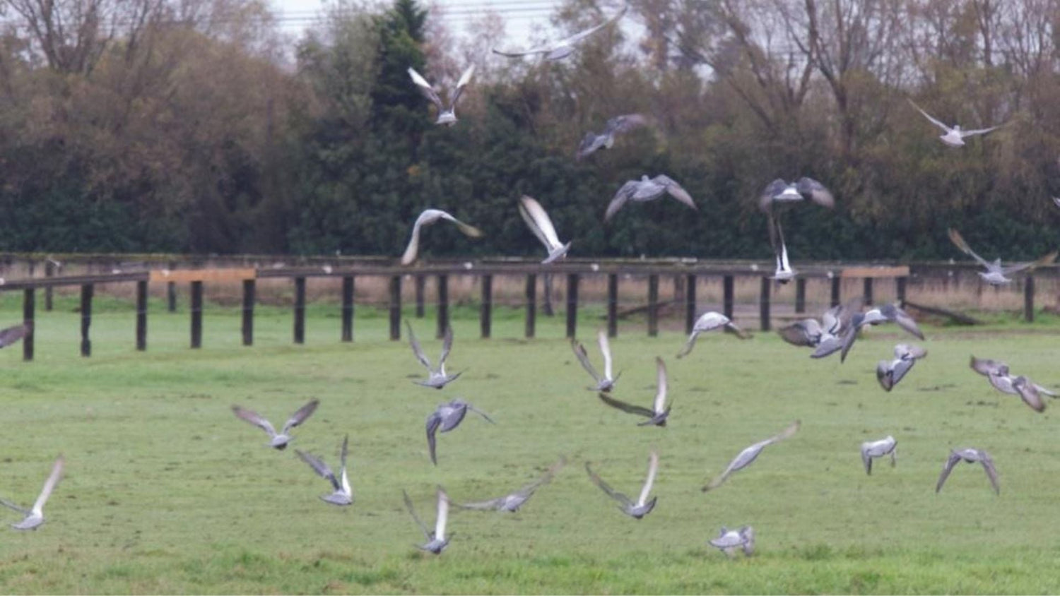 Case Study: Birdzout BirdEraser Proves Most Effective for Bird Control at Christchurch Airport - Birdzout