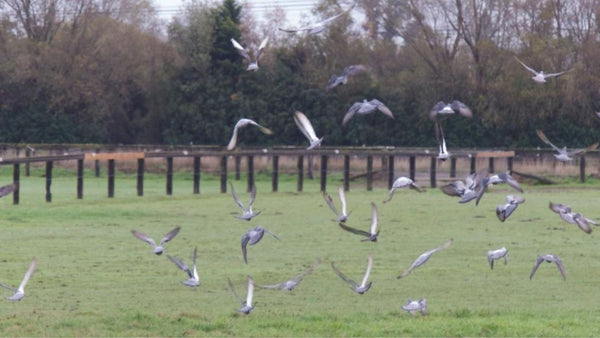 Case Study: Birdzout BirdEraser Proves Most Effective for Bird Control at Christchurch Airport - Birdzout