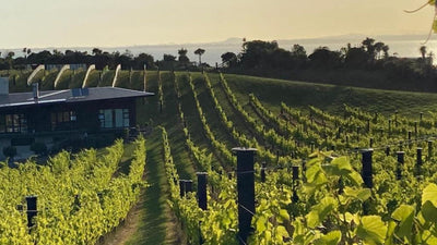 Case Study - La Bodega Vineyard - Birdzout