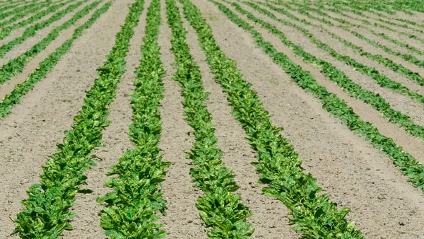 Case Study: Smith Seeds Ltd Successfully Deterring Birds from Radish Crops Using Pyrotechnics - Birdzout