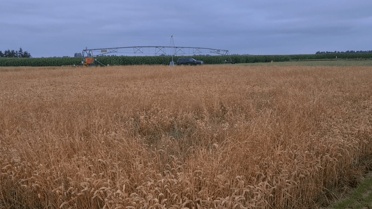 Class 3B vs. Class 4 Lasers for Bird Control: Safety vs Power - Birdzout