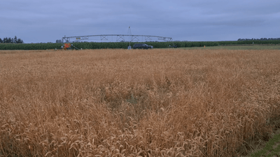 Class 3B vs. Class 4 Lasers for Bird Control: Safety vs Power - Birdzout