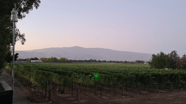 Do Lasers Really Work for Bird Control? - Birdzout