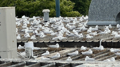 Gulls Are Scoping Out Rooftops: Why Now Is the Time to Act - Birdzout