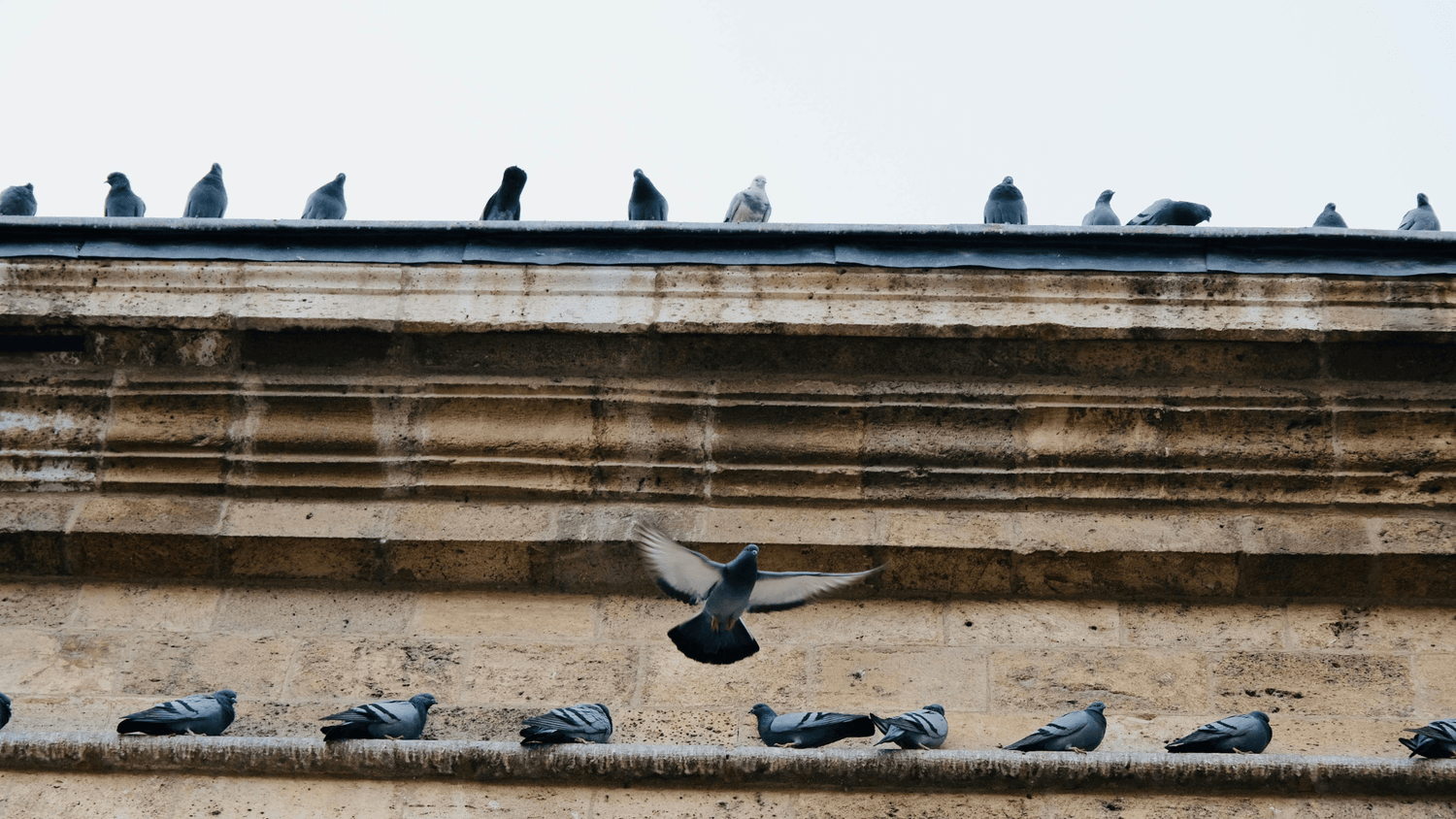 How Bird Control Pays for Itself: Protect Your Assets and Your Bottom Line - Birdzout