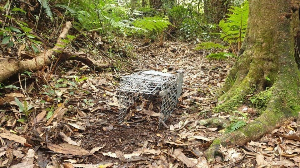 Pestgard Live Capture Cage Traps - Birdzout