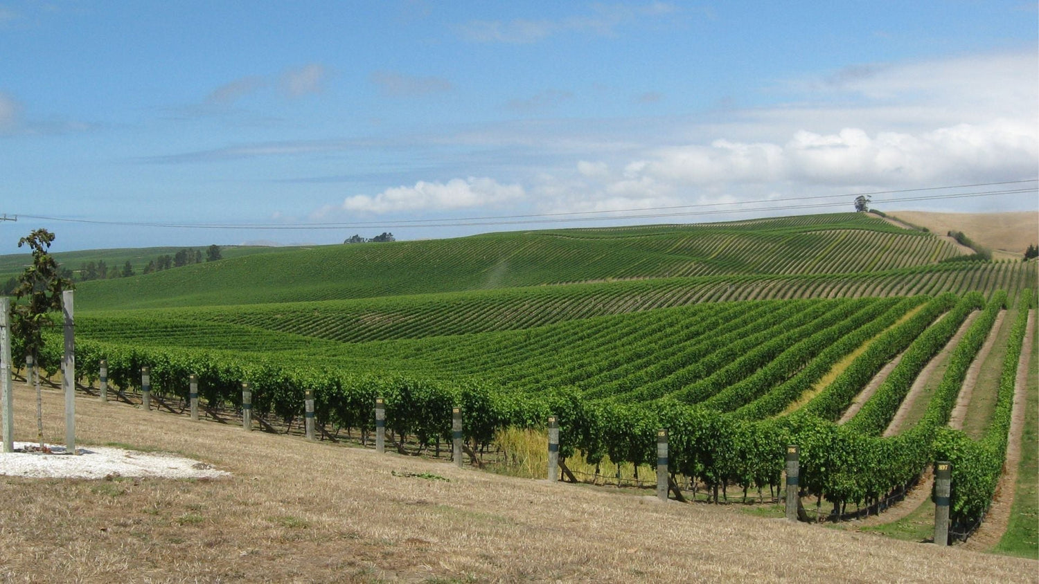Vineyard bird control without netting - is it possible - Birdzout