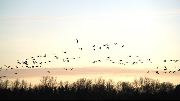 What is Ultrasonic Sound and How Does it Deter Birds? - Birdzout