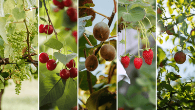 Why Bird Control is Like Crop Insurance - Birdzout