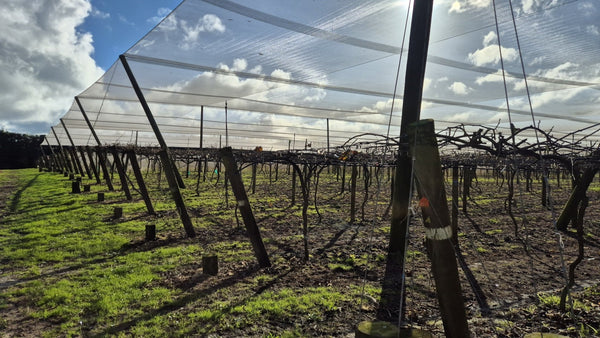 Why More Kiwifruit Growers Are Choosing the Smarter Solution - Birdzout