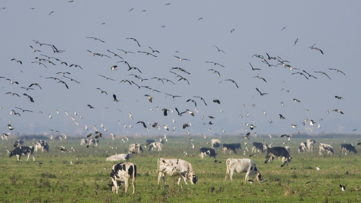 Wild Birds, Dairy Cows and Salmonella: The Biosecurity Risk Farmers Shouldn’t Ignore - Birdzout