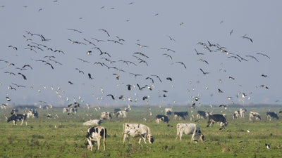 Wild Birds, Dairy Cows and Salmonella: The Biosecurity Risk Farmers Shouldn’t Ignore - Birdzout