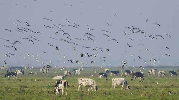 Wild Birds, Dairy Cows and Salmonella: The Biosecurity Risk Farmers Shouldn’t Ignore - Birdzout
