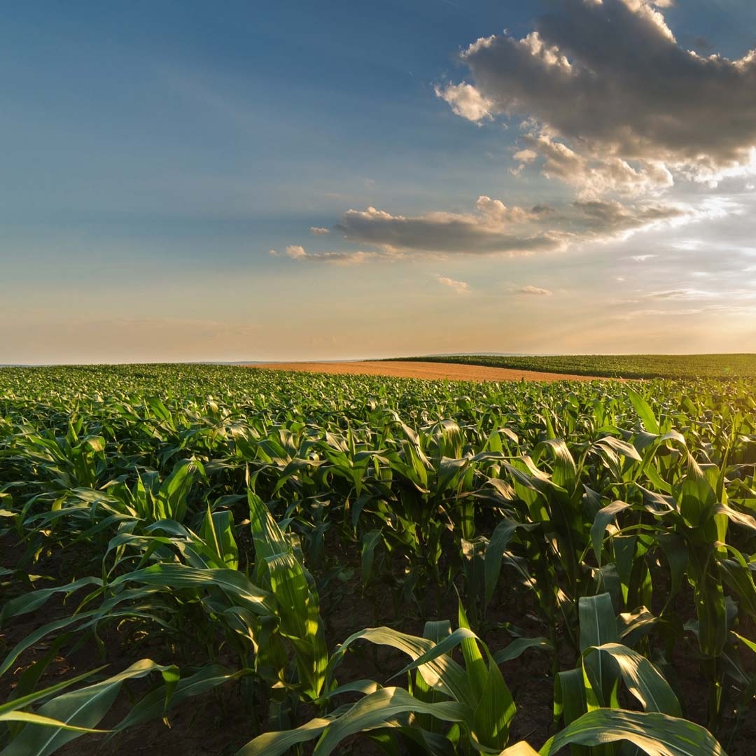 Fodder crops