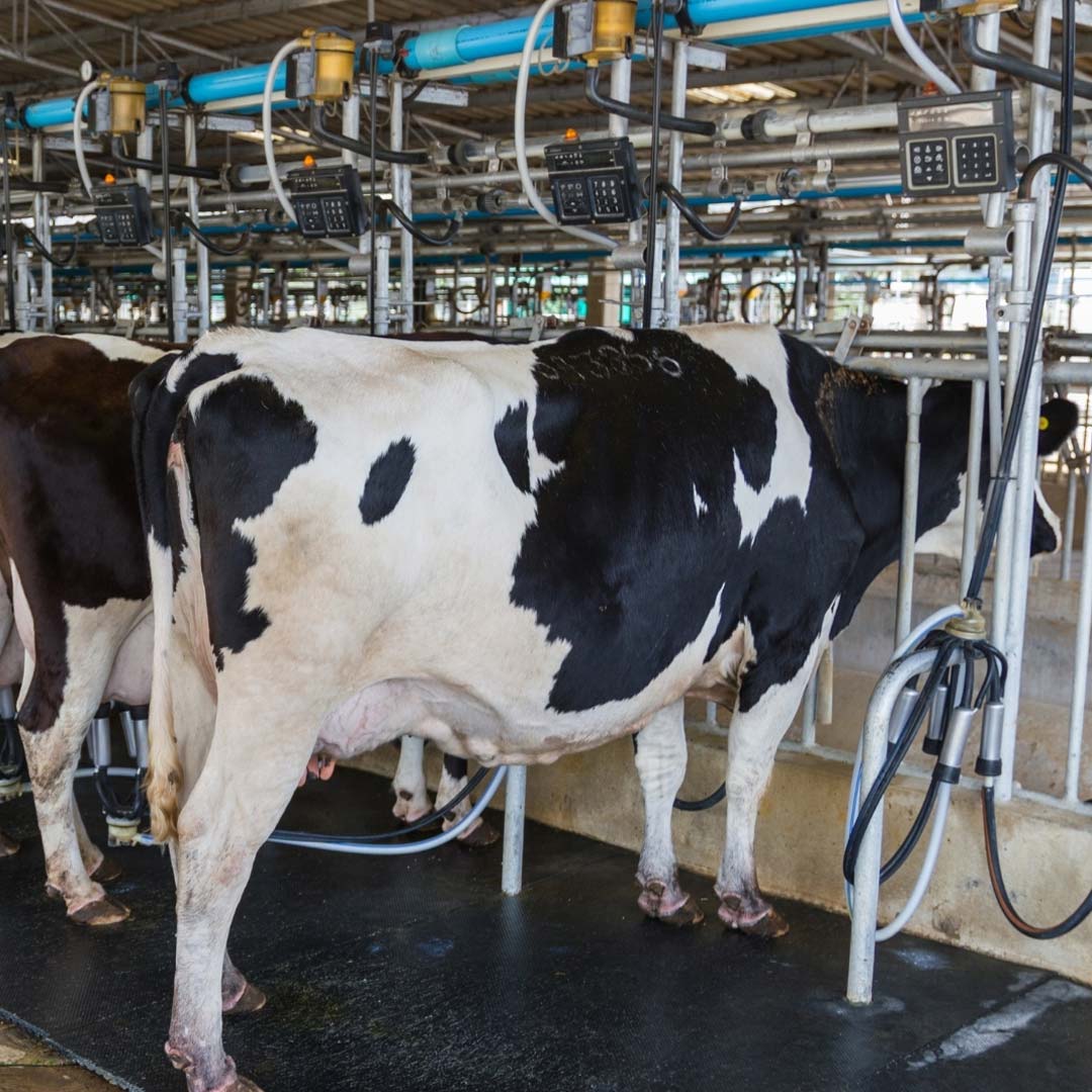 Milking Sheds