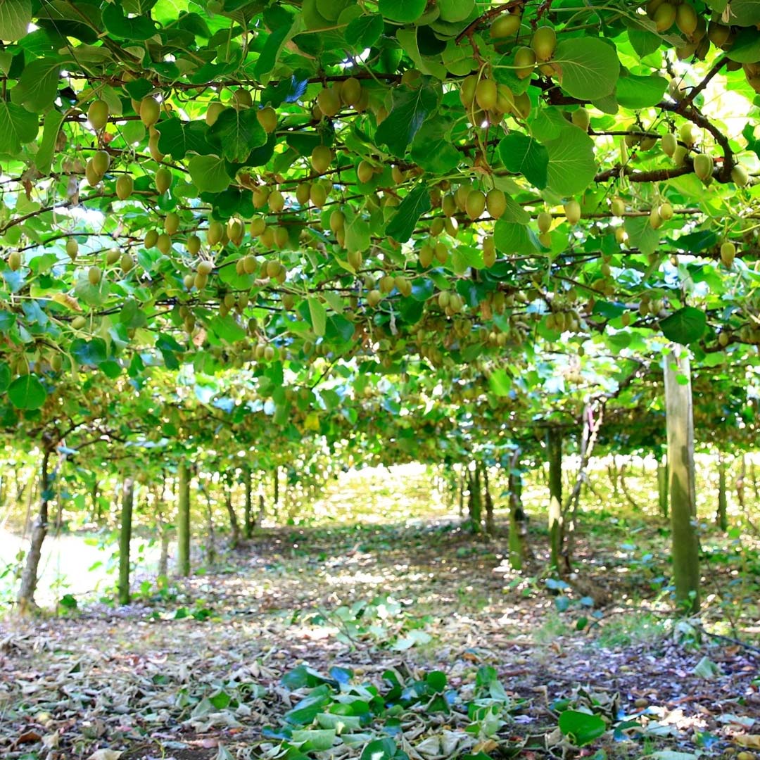 Kiwifruit - Birdzout