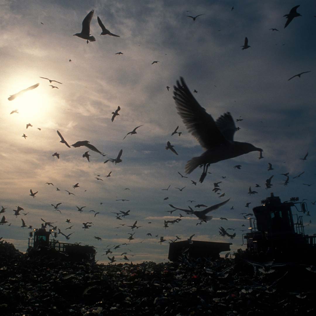 Landfills & Waste Transfer Stations - Birdzout