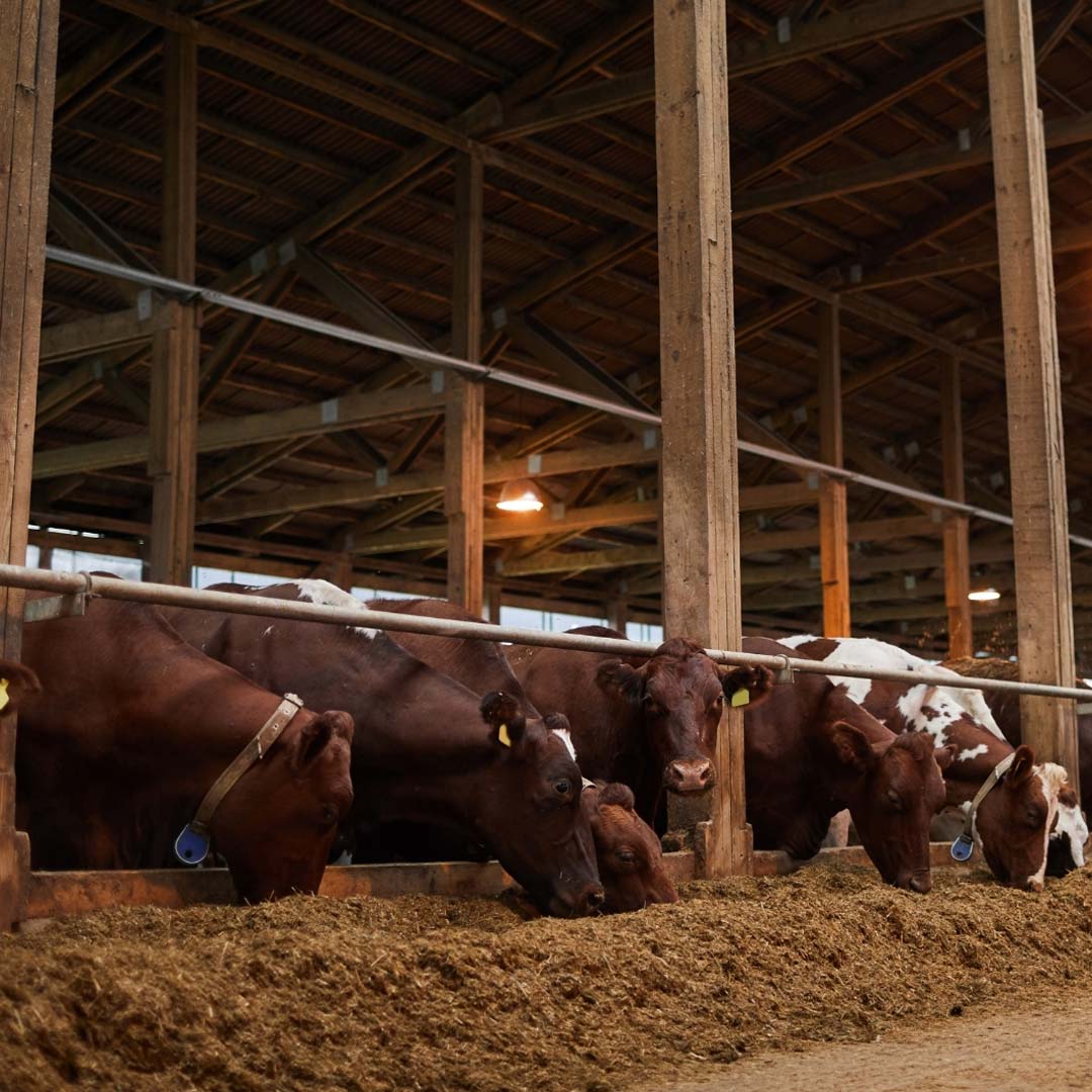 Livestock Barns - Birdzout