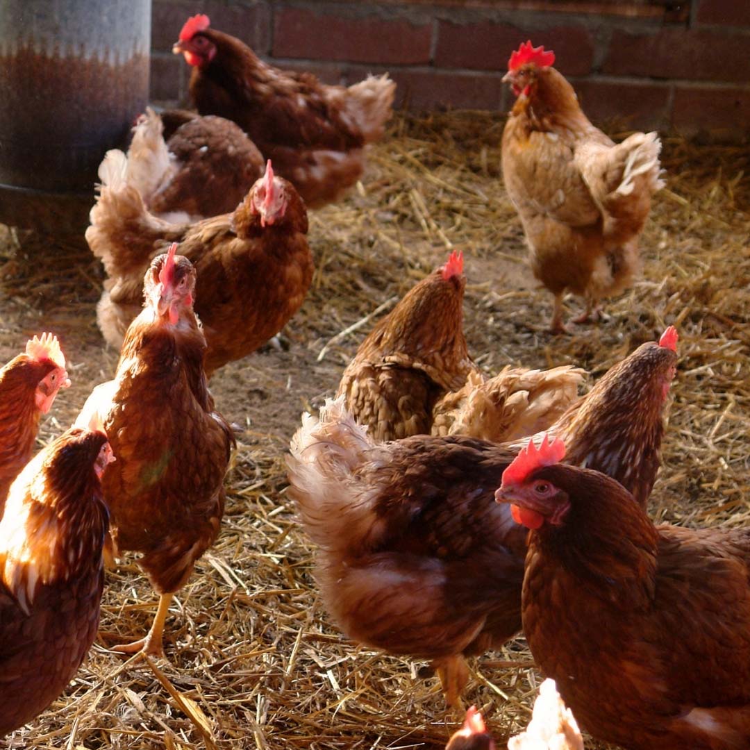 Poultry Sheds - Birdzout