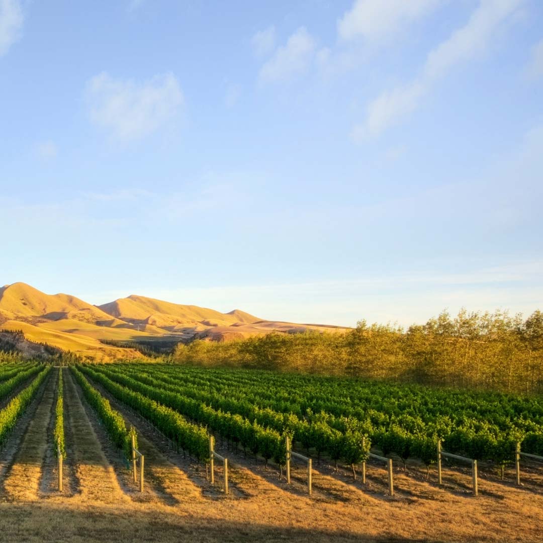 Vineyards - Birdzout