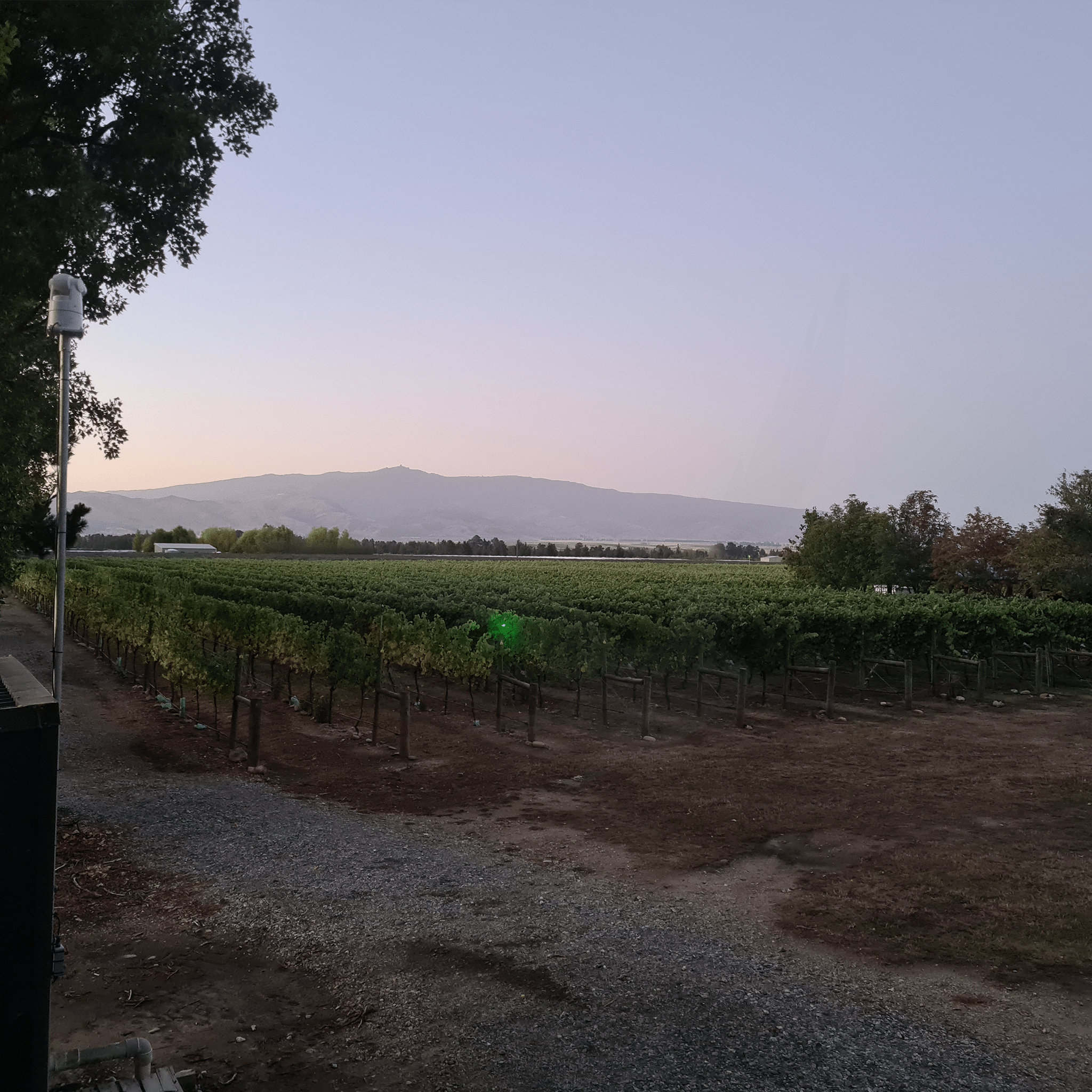 Auto Laser 80 - Birdzout