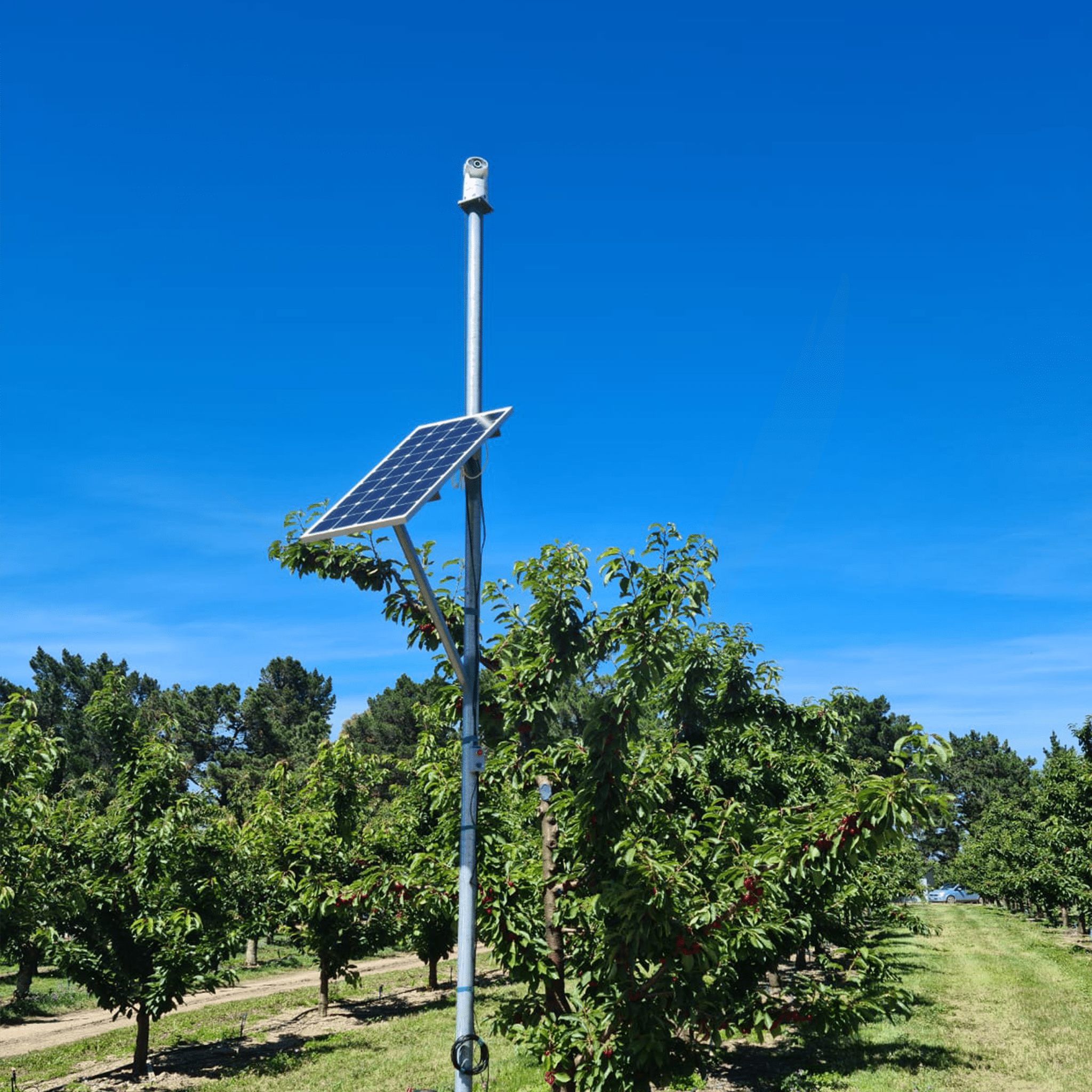 Auto Laser 80 - Birdzout