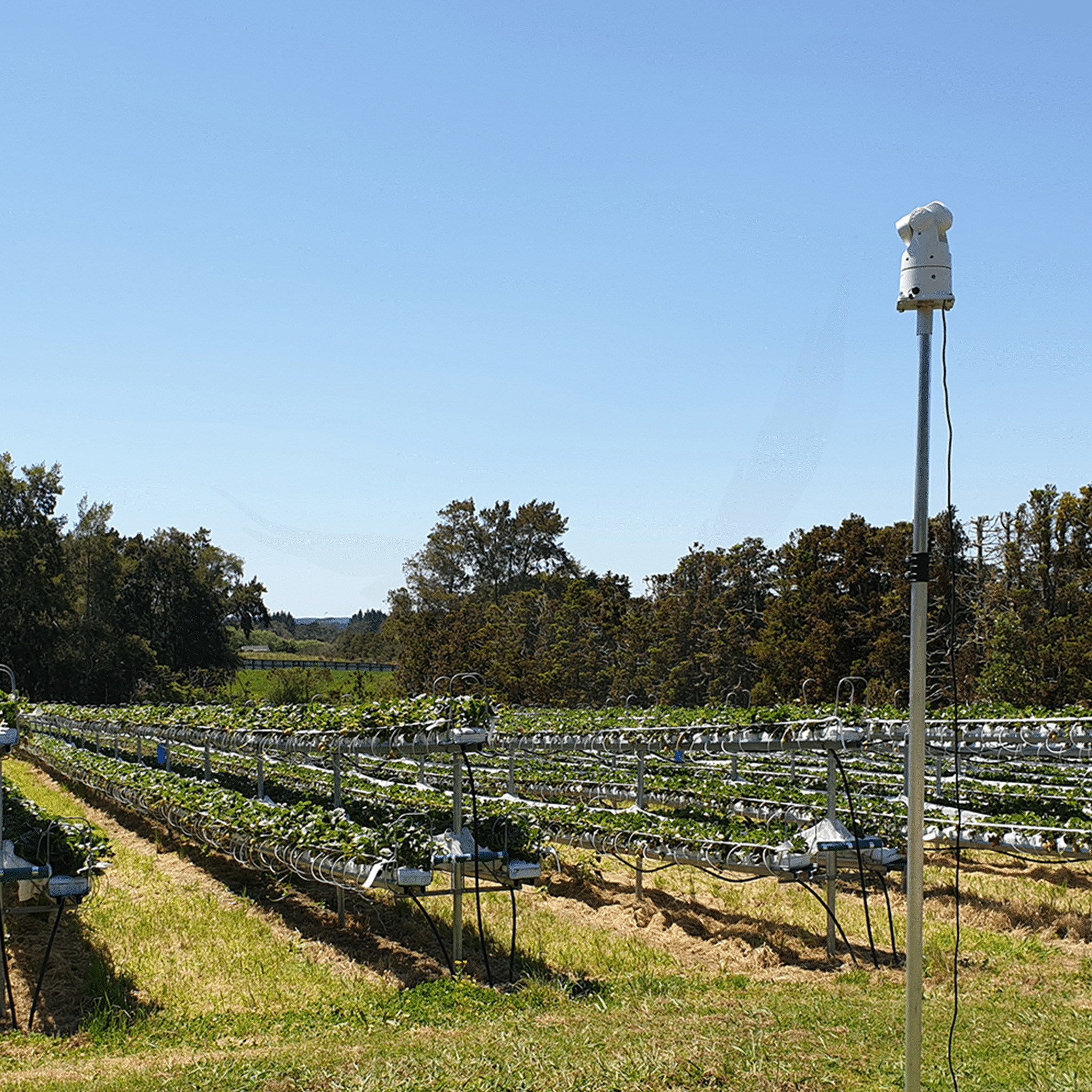 Auto Laser 80 - Birdzout