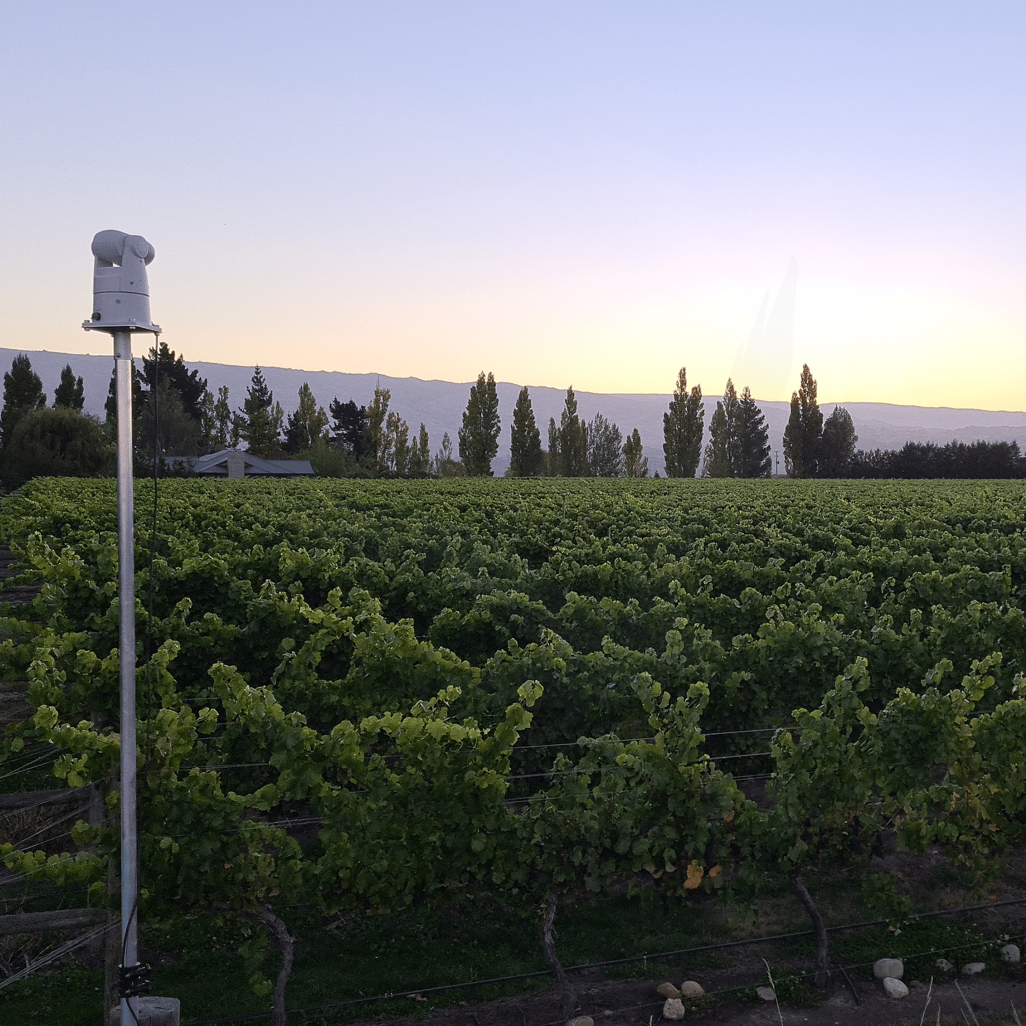 Auto Laser 80 - Birdzout