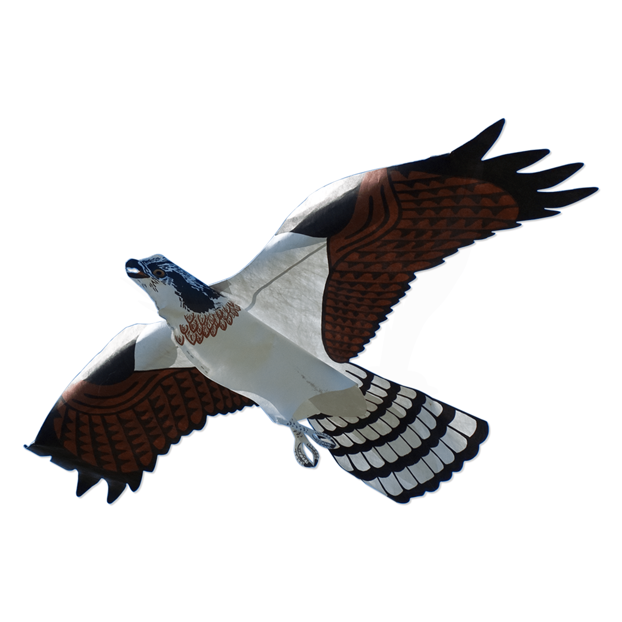 Osprey Hawk - Birdzout