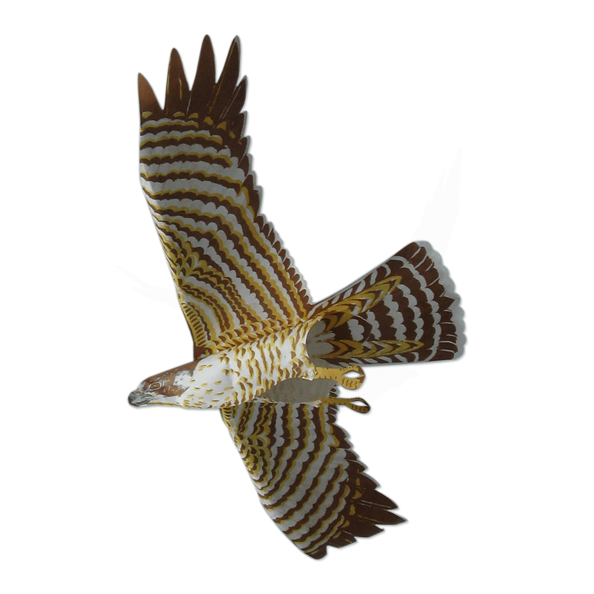 Peregrine Falcon - Birdzout